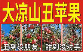 大凉山丑苹果