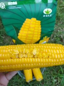 糯玉米