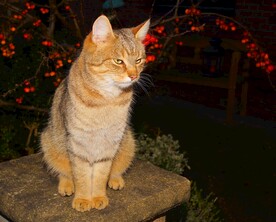 橘猫  