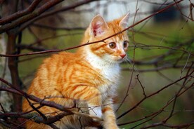 橘猫 