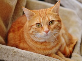 橘猫 