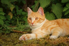 橘猫  