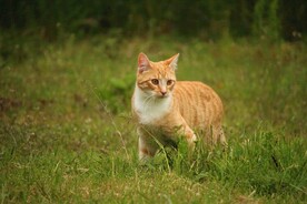 橘猫