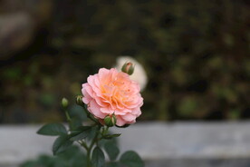 月季花开