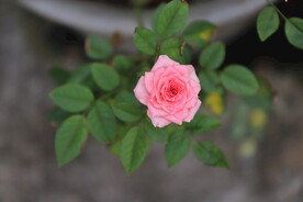 月季花