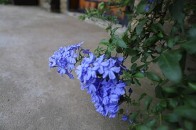 花团簇簇