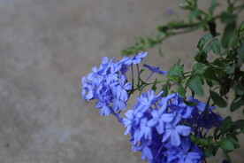 花团锦簇