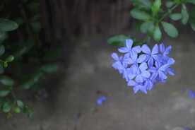 花开花落
