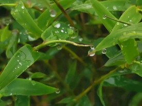 细雨中的滴露
