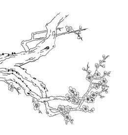 梅花线稿