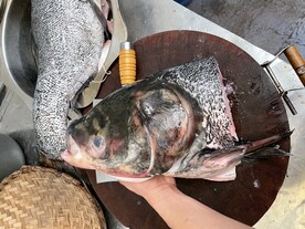 鱼头 花鲢鱼