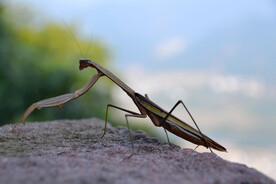 螳螂