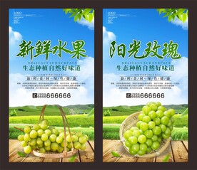 阳光玫瑰