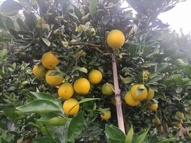 赣南脐橙