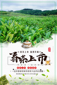 春茶上市