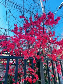 花花草草