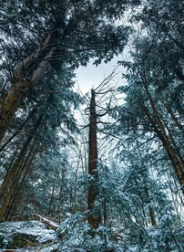 雪中树林