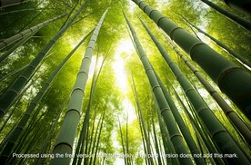 竹林