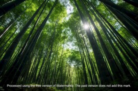 竹林