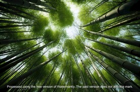 竹林 