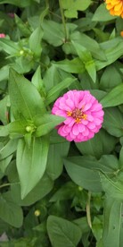 百日菊