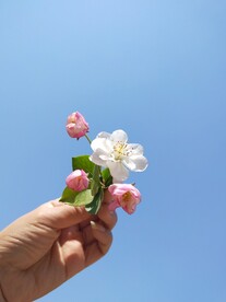 海棠花 