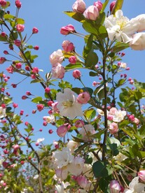  春天的花 