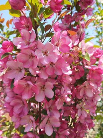  春天的花