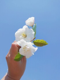 白色海棠花