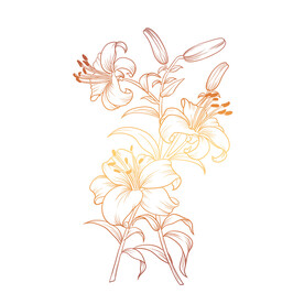 百合花