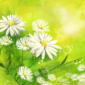 小白菊水彩挂画装饰画
