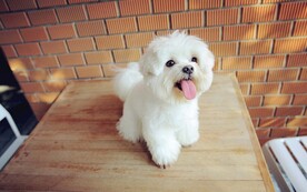 小狗照片