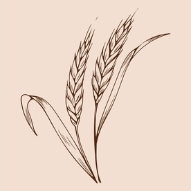 手绘小麦