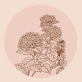 手绘花卉 绣球花