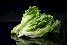 生菜