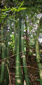 竹子竹树