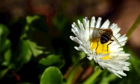 蜜蜂与花摄影