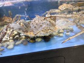 帝王蟹 