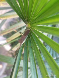 刺副黛缘蝽野外昆虫图