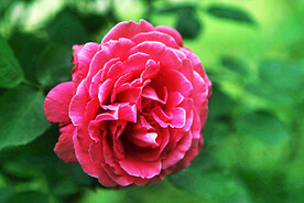 玫瑰芬芳