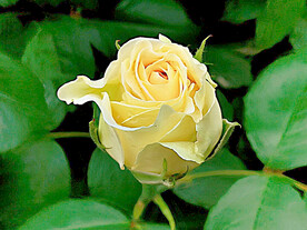 玫瑰芬芳