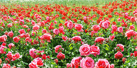 玫瑰芬芳