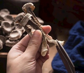 云南菌菇