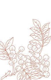 手绘线稿花椒