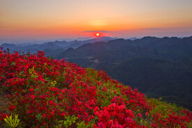 杜鹃花