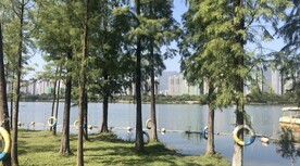 清远市飞来湖湿地公园湖岸摄影