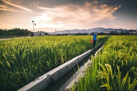 水稻栽培