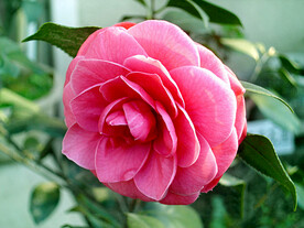 山茶花开