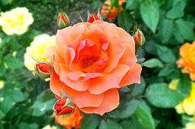 玫瑰芬芳