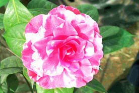 山茶花开